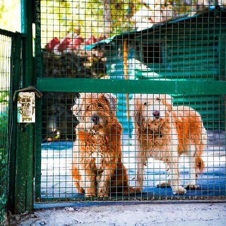 La Villa Bethany Mussoorie Zewnętrze zdjęcie